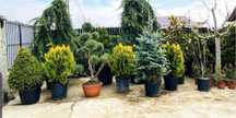 Plante ornamentale de diferite varietatii ,