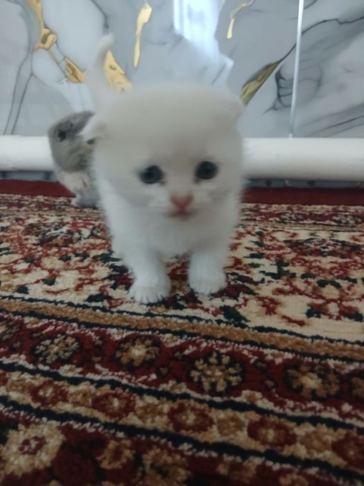 Mushuk bolalari zotdor