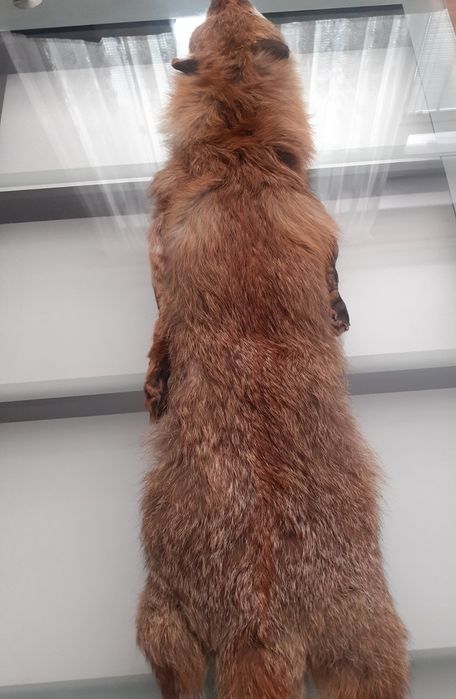 Яка от лисица естествен косъм цяла лисица