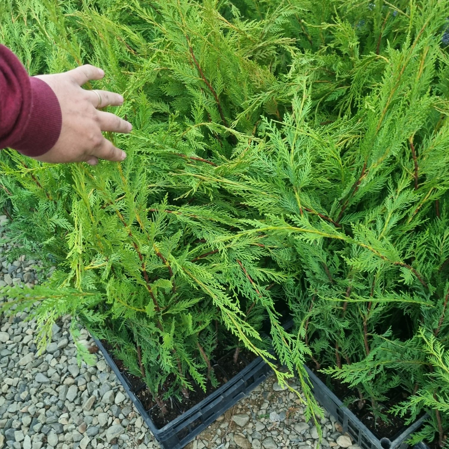 Leylandii  50-60cm