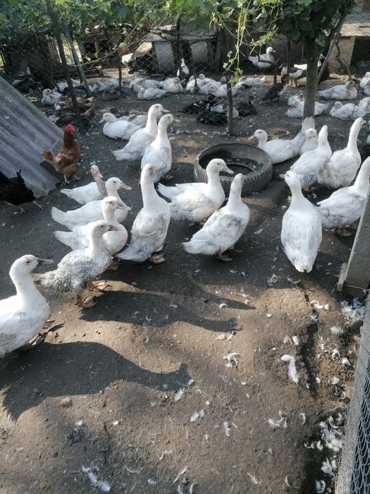 Rațe mute și mulard de vânzare