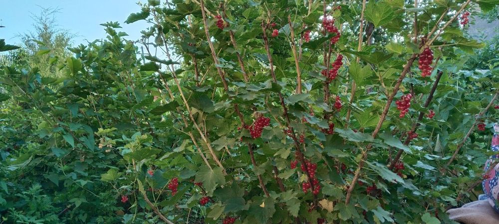 Smarodina kochatla bor 15 ta