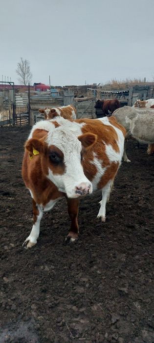 Сиыр сатылады срочна