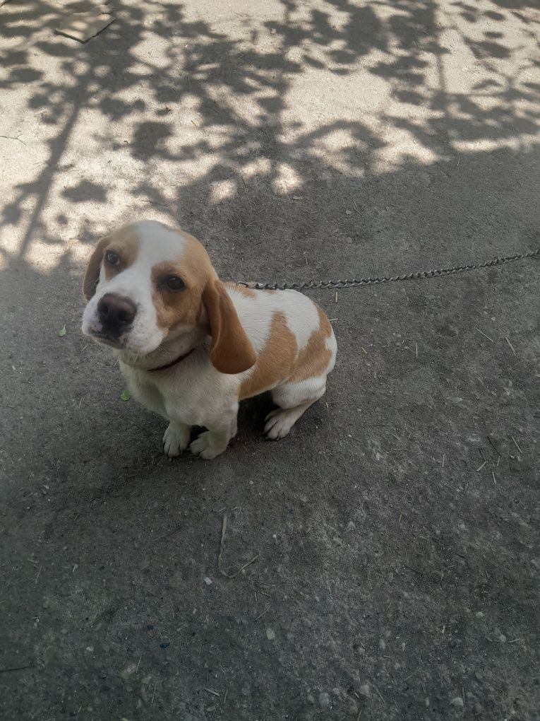 Femelă beagle adopție