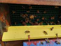 Polen albine ecologic crud și uscat
