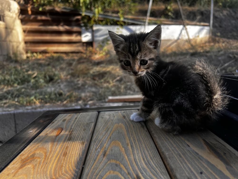 Отдам в дар котят!