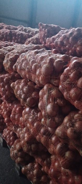 Ceapa samanta legend