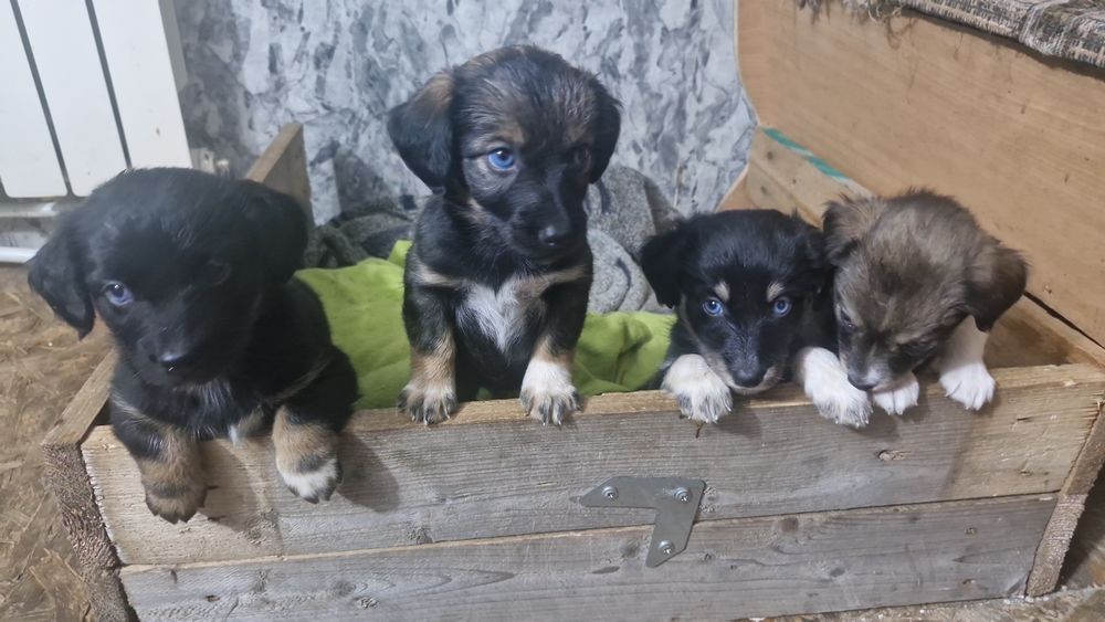 Отдам в добрые руки щенят!
Возраст — 1,5 месяца, кушают сами, активные