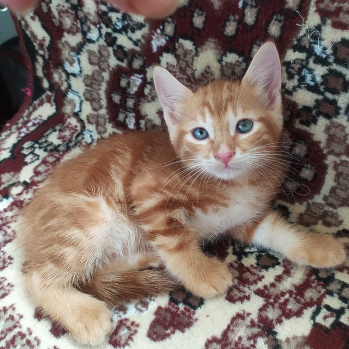 Котята в добрые, ласковые ручки