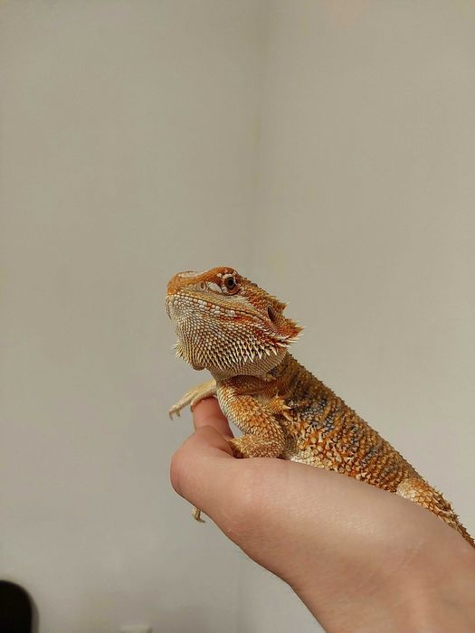 Млада брадата агама - женска