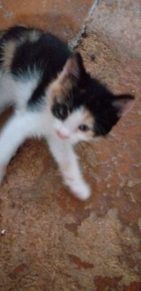 Отдам даром бесплатно котят