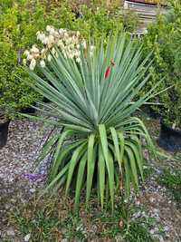 Yucca rostrata și filamentosa