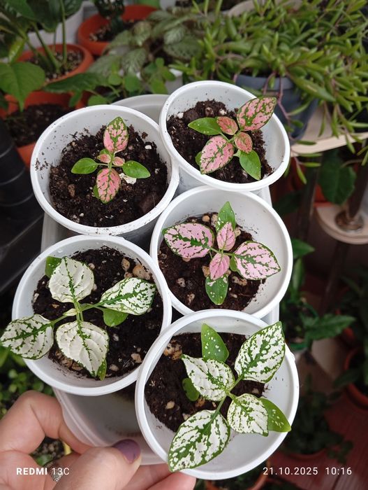 Продам отростки комнатных растений