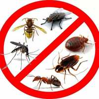 Уничтожение клопов Дезинфекция, тараканов, муравьев,мышей ,крыс!