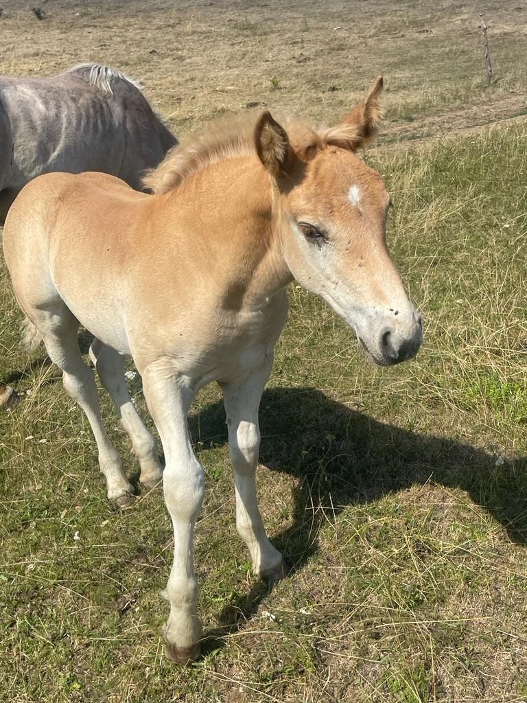 Vând 4 mnzute  în vârstă 1.an