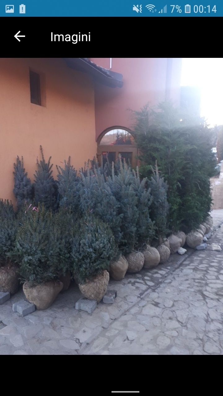 Pepenieră plante ornamentale pt detali sunati