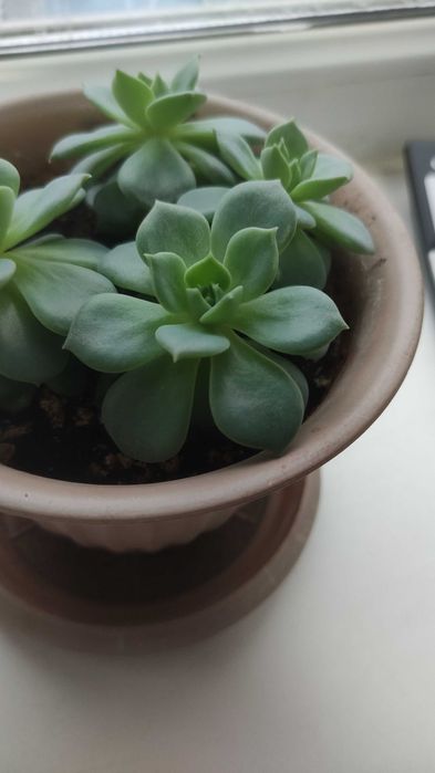 Продам цвето каменная роза