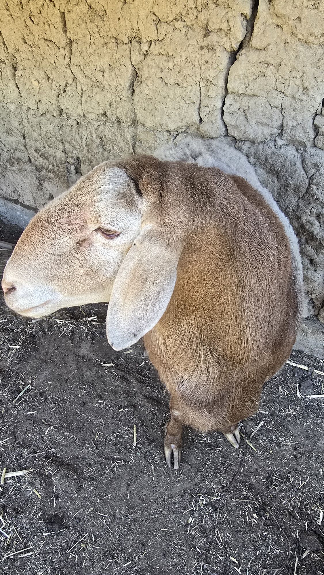 Kotta qoy sotiladi