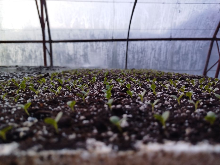 Продавам разсад Марули