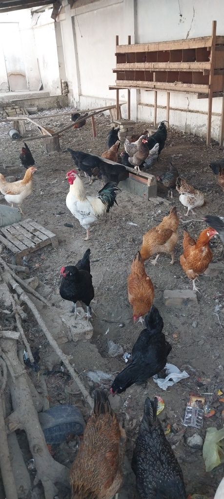 Tuxum sotiladi. Jaydari (damashniy)  tovuqlarniki.