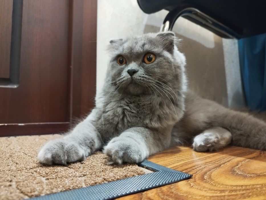 Шотландский Фолд Хайленд - Scottish Fold