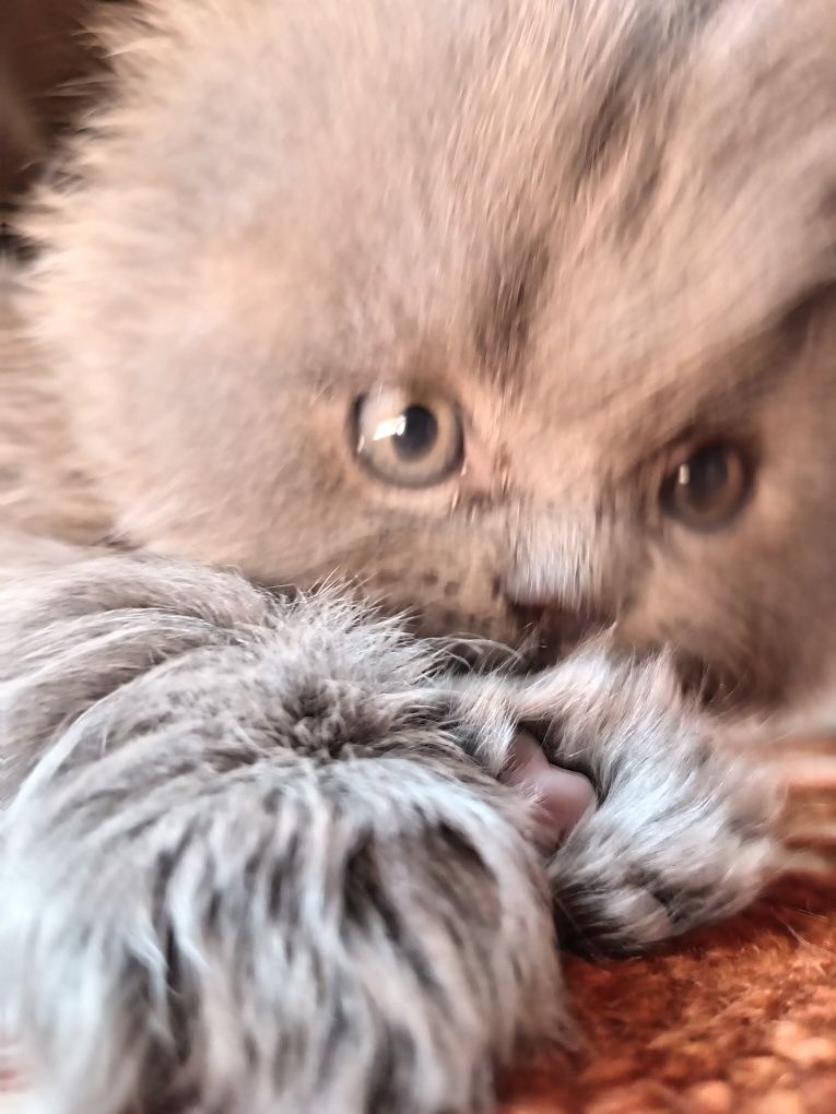 Котята Хайленд Фолд