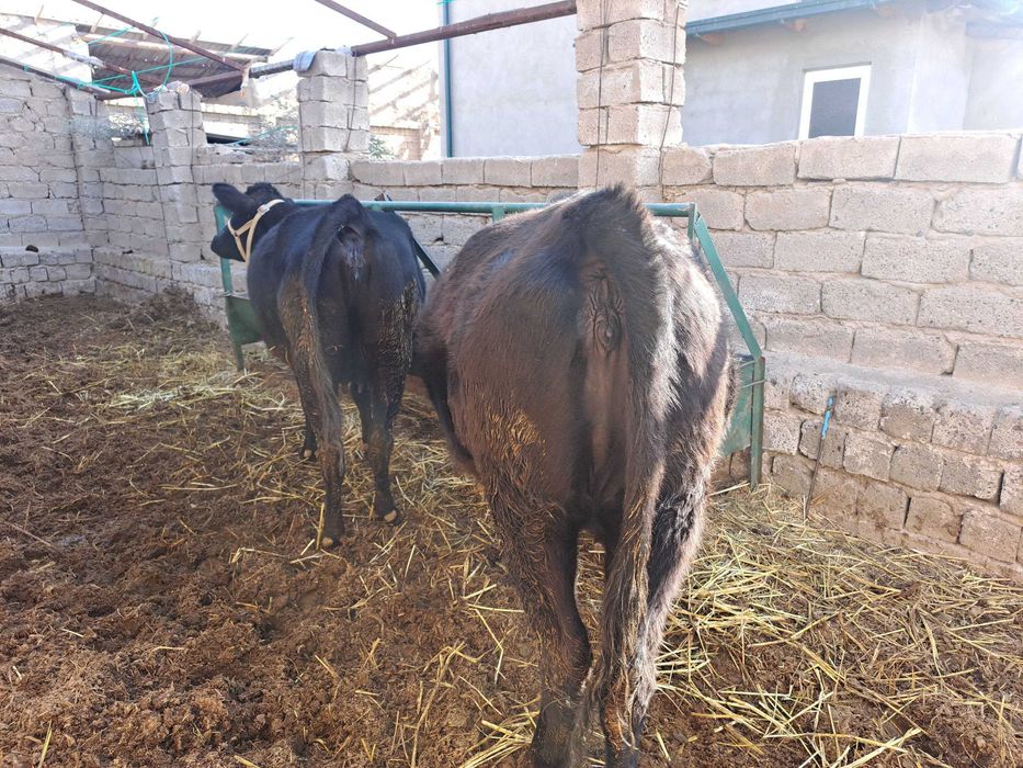 Zotdor Angus mollar sotiladi.