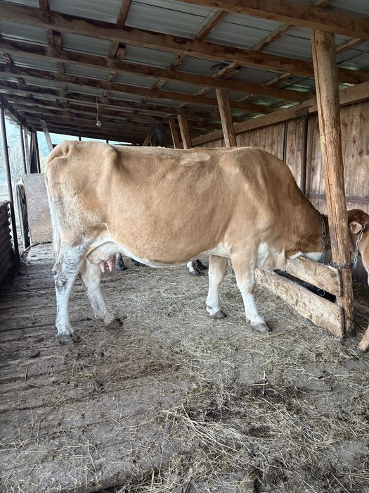 Vand vaca baltata cu vitea