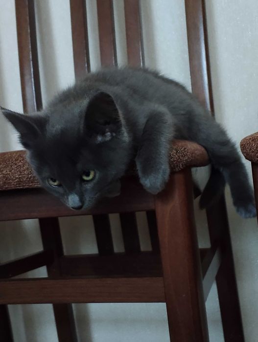 Продается котенок