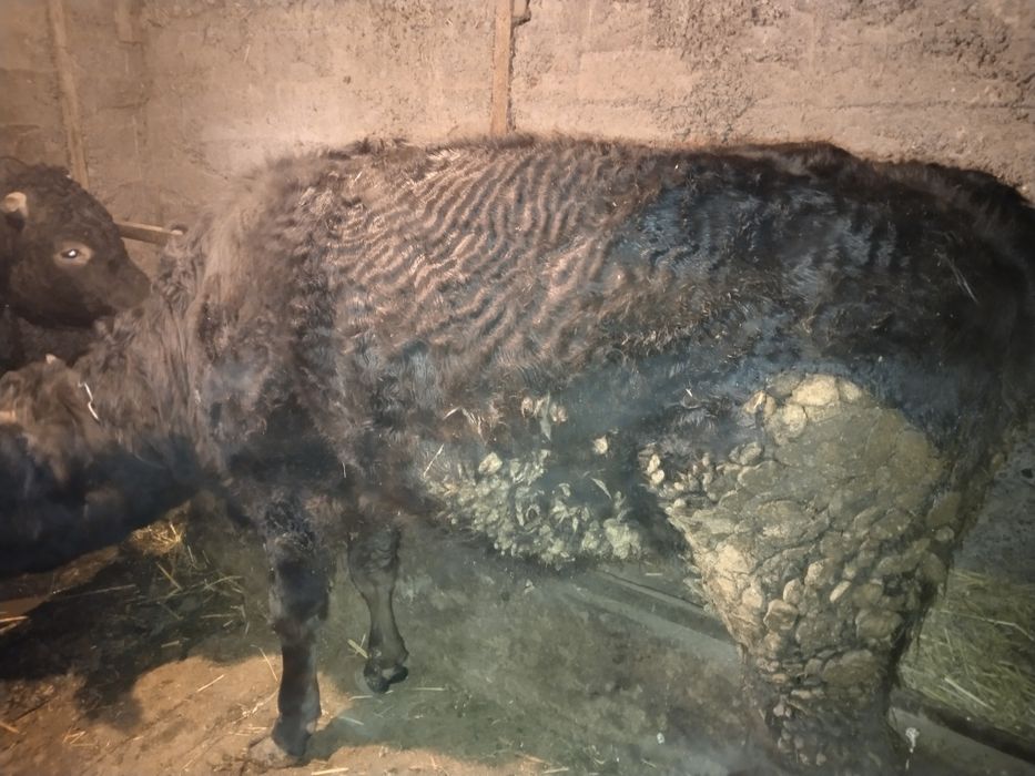 ПРОДАМ ТЕЛКУ 1 год 7 месяцев