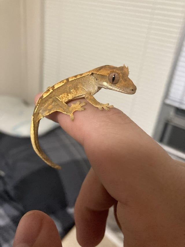 Gecko crested , gecko cu creastă