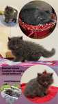 British Longhair