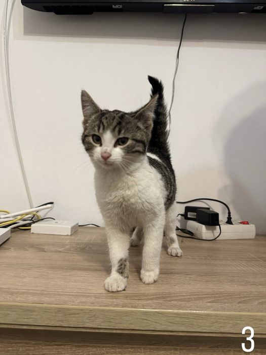 Donez pisicute felis