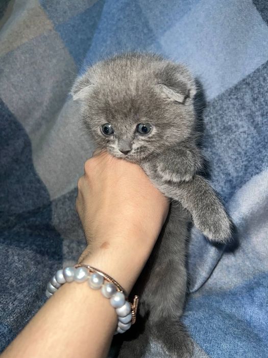 Продаются котята скоттиш страйт и фолд