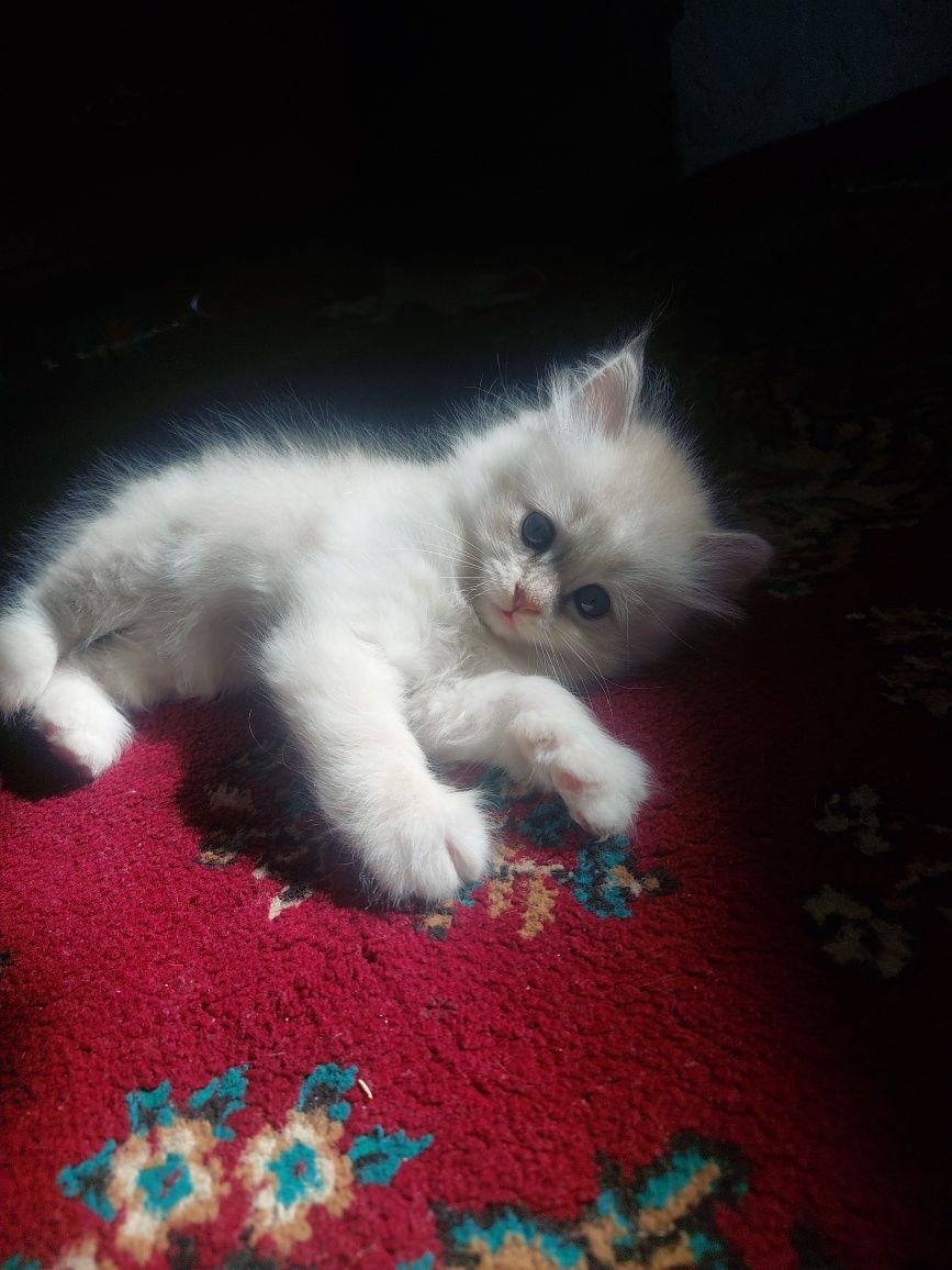Продаётся котёнок девочка