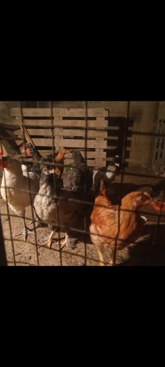 Продам куриц и уток
