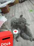 Продается кошка с котятами