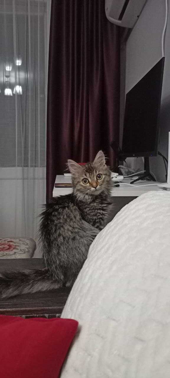 Шикарная котейка ищет дом