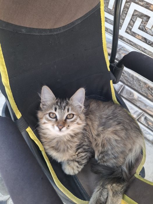 Отдам даром бесплатно