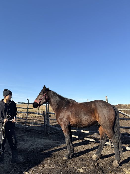 Карачай, Катон Айғыр 4 жас