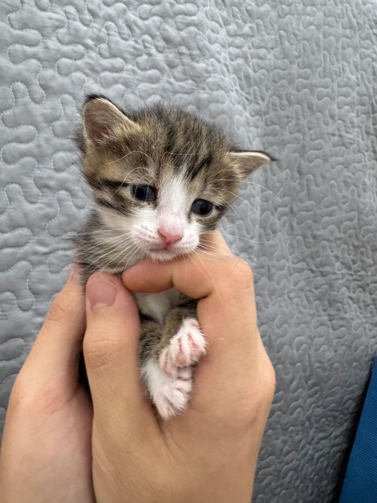 котята ищут себе хороших хозяев