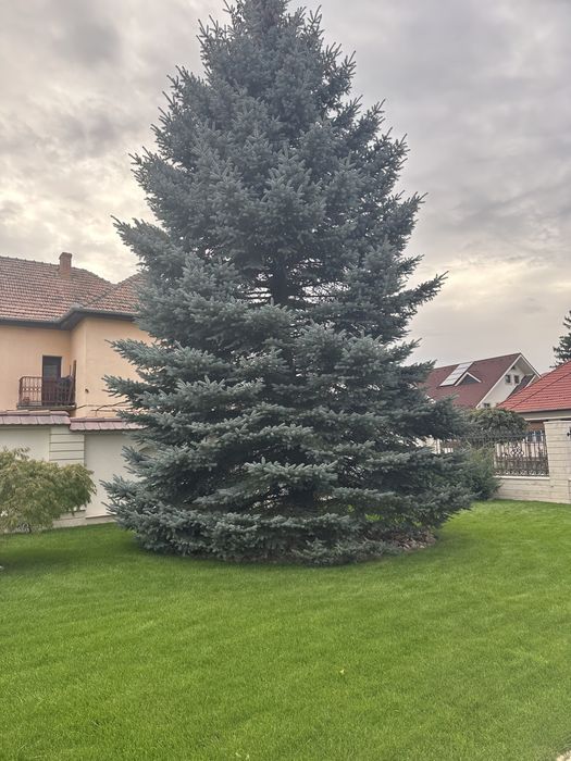 Brazi de plantat la ghiveci