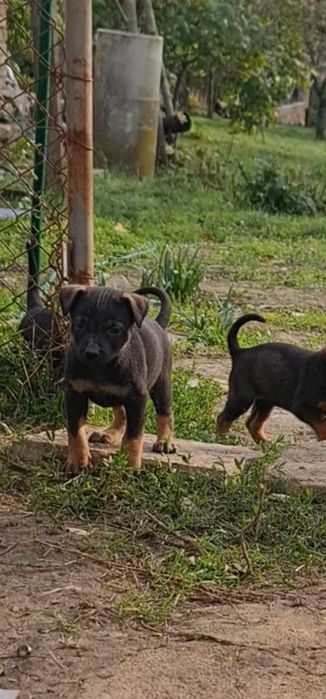 Подарявам Кученца , останаха ми 2 бр