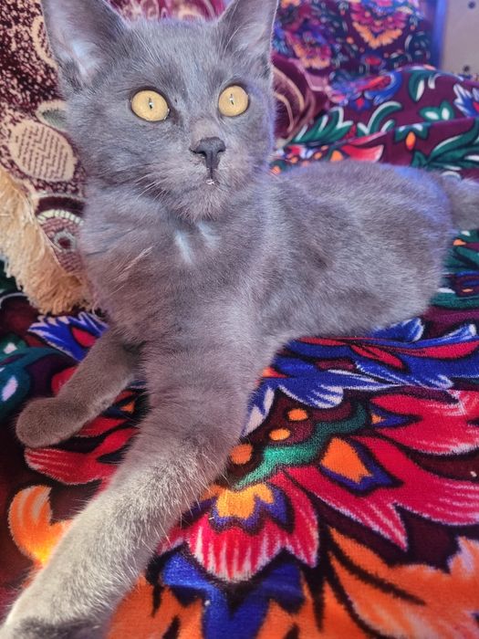 Rus kok mushugi 4 oylik