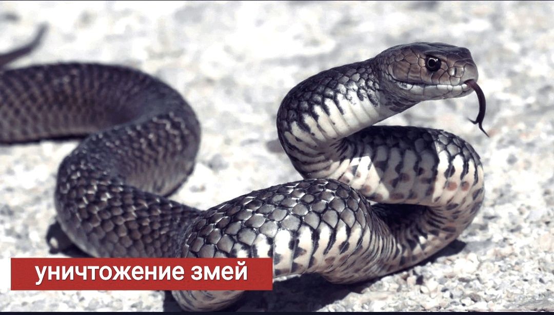 Дезинфекция дизинфекция от змей/ ilonlardan dezinfeksiya