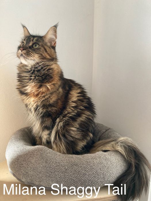 Мейн-куун котенца