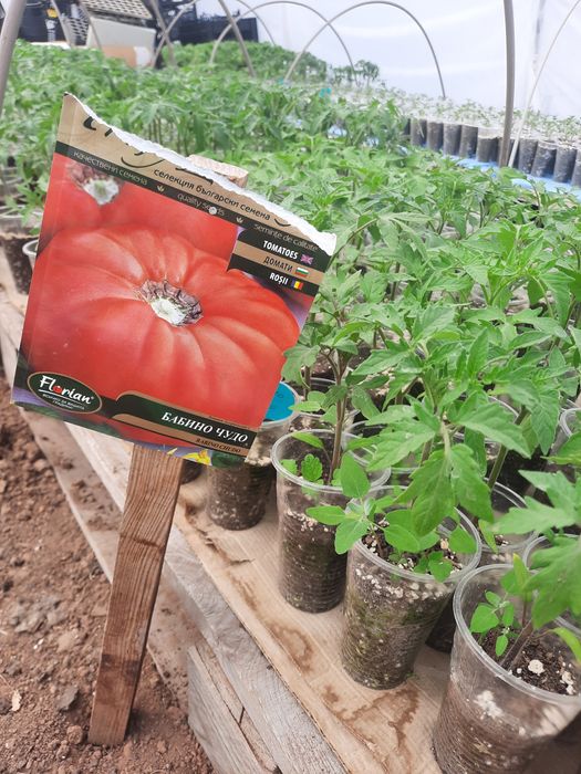 Разсад домати, различни сортове