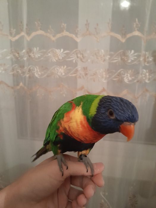 Попугай Лори. Ручной