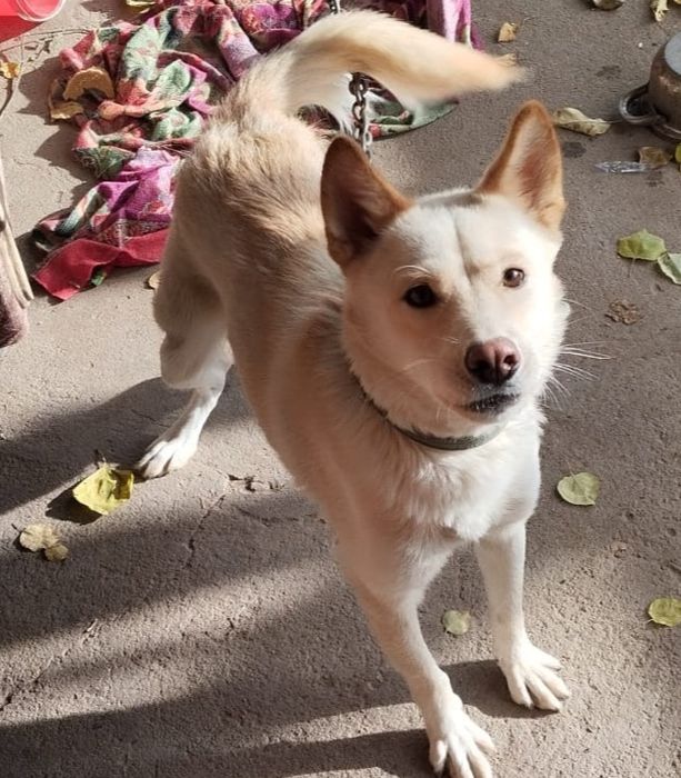 Отдам лайку даром