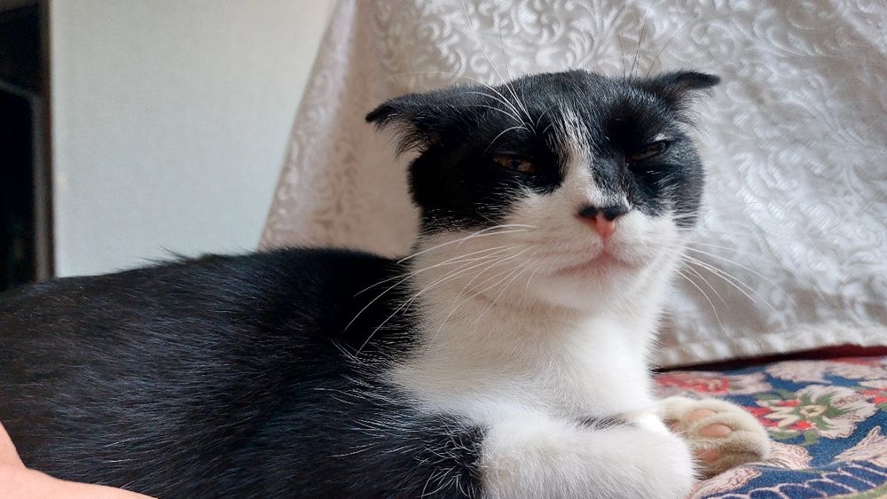 Шотландский вислоухий(метис)